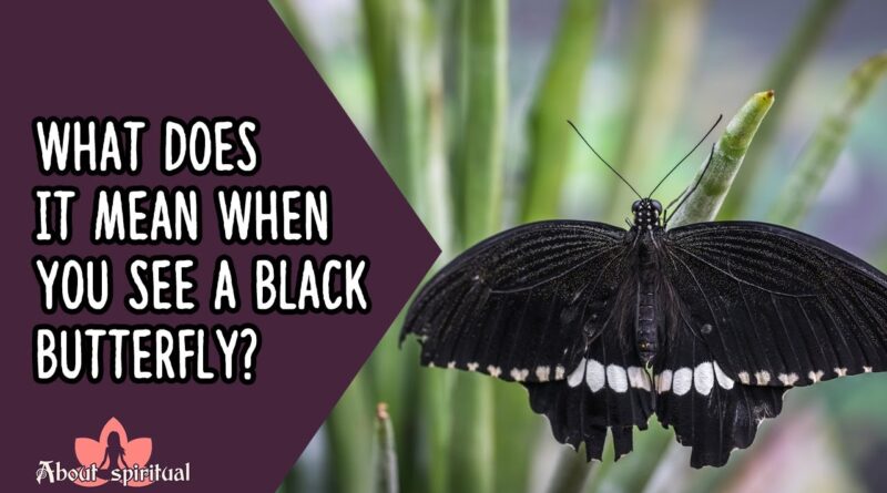 black butterfly meaning